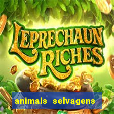 animais selvagens fotos e nomes